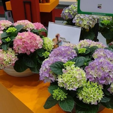 dsc06567_m3