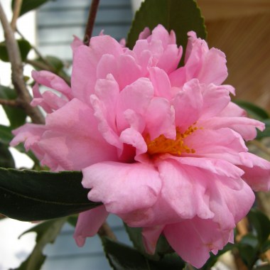 dscn2011