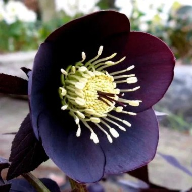 dscn60252