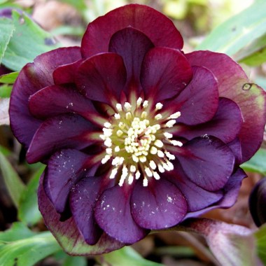 dscn60254