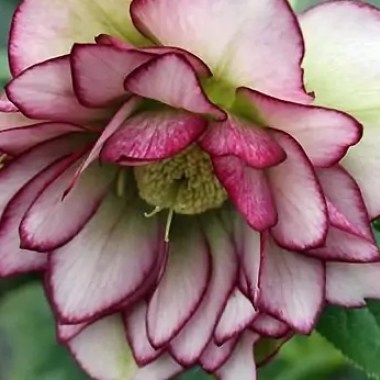 dscn60258