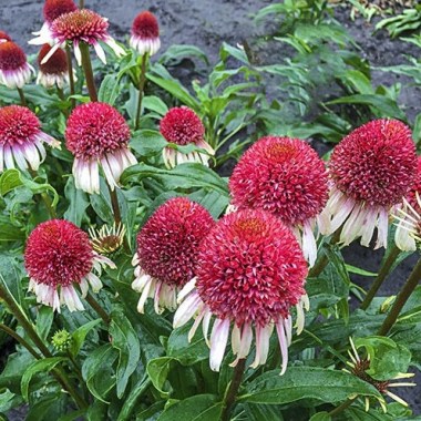 echinacea-strawberry-and-cream