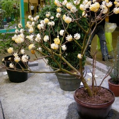 edgeworthia-chrysantha-3-6-2016-9-44-03-pm
