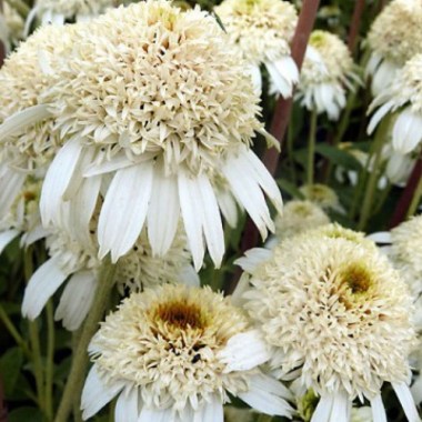 ekhinaceya-white-double-delight-1603567987