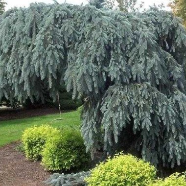 el.pendula