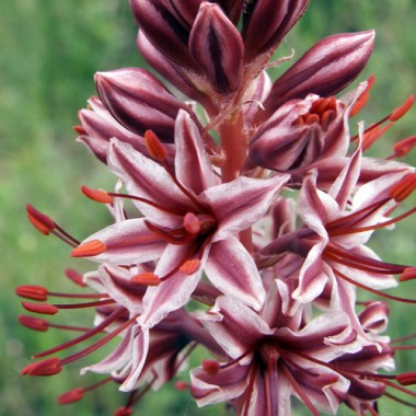 eremurus-cristatus5001