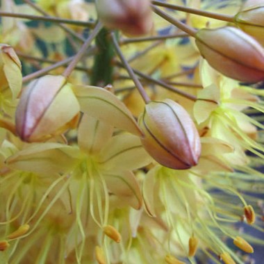 eremurus6e