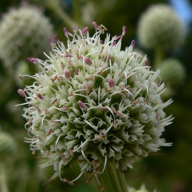 eryngium_paniculatum_4