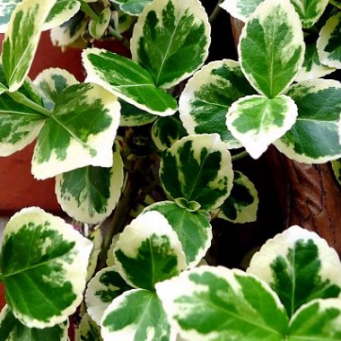euonymus-emerald-gaiety-a765
