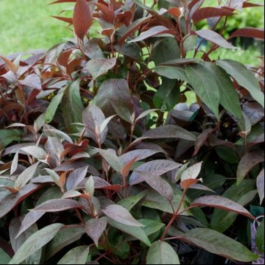 f92f33832efc6b4efde1cc768c1e6be6--hydrangea-aspera-hot-chocolate