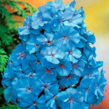 floks-blu_0