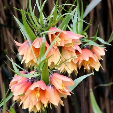fritillaria-early-fantasy-1_1600x