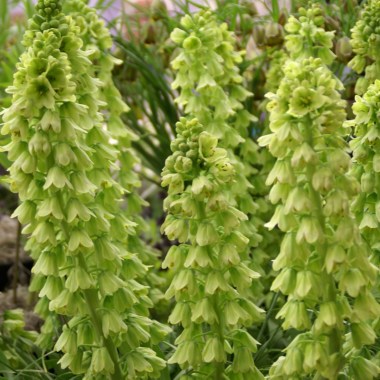 fritillaria-persica-ivory-bells-reg-1090