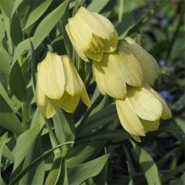 fritillaria_pallidiflora-4