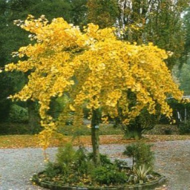 ginkgo-biloba-pendula-4-year-graft1
