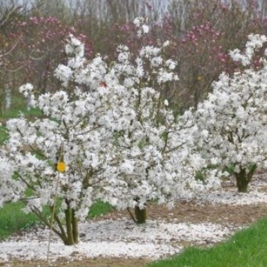 halesia-carolina_3-500x500