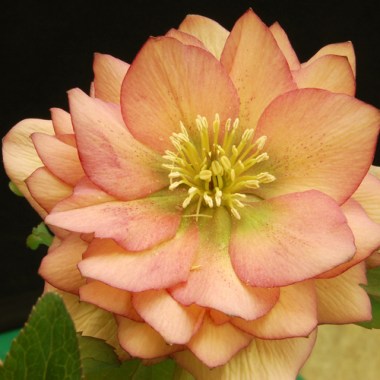 helleborus_amber_gem_5b