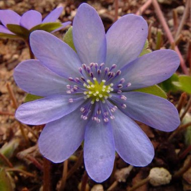 hepatica-transsilvanica-sensation-jp