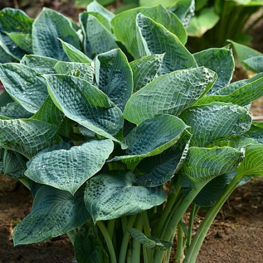 hosta-big-daddy_3