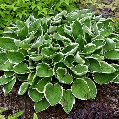 hosta-francee_7