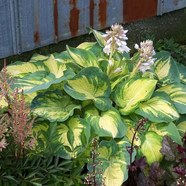 hosta-great-expectations_2