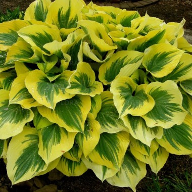 hosta-liberty_71953_1