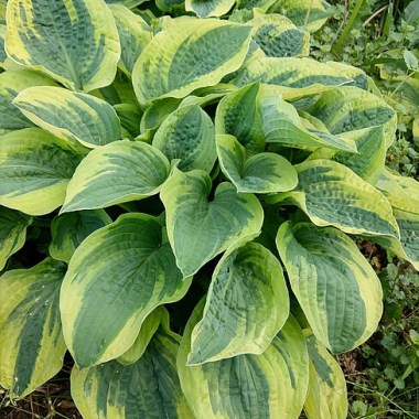 hosta-wide-brim_3