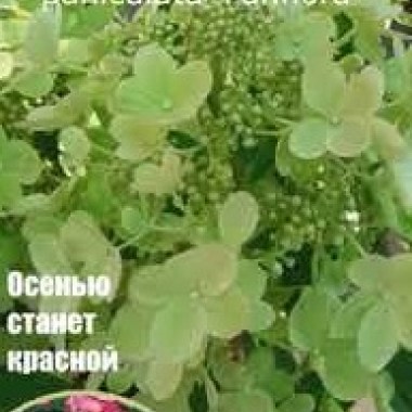 hqdefault68