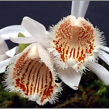 humilis_1423761939