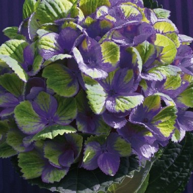 hydrangea-macrophylla-magical-amethyst-blue_01
