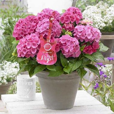 hydrangea-macrophylla-pink-pop-01