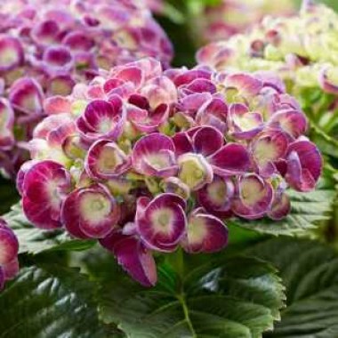 hydrangea-macrophylla-royalty-rosie-purple-02_1