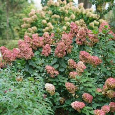 hydrangea-paniculata-limelight-prime-dsc03272__17045.1595866661