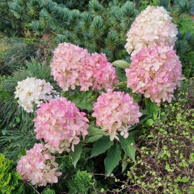 hydrangea-paniculata-magical-mount-fuji-bokomanfu-