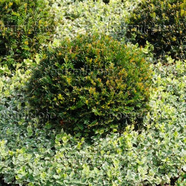 image-photo-hinoki-cypress-chamaecyparis-obtusa-nana-487052