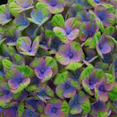 images17
