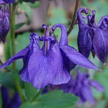 images28