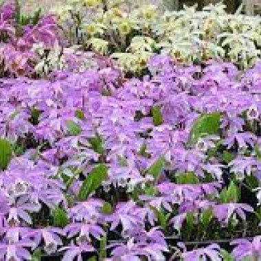 images34