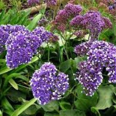 images39