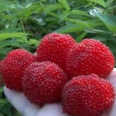 images78