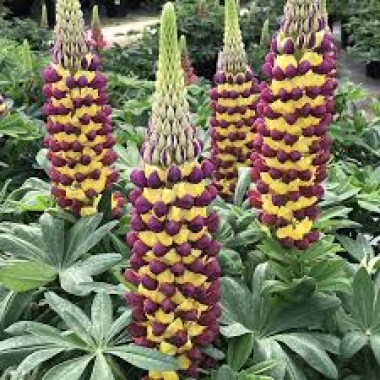 images8