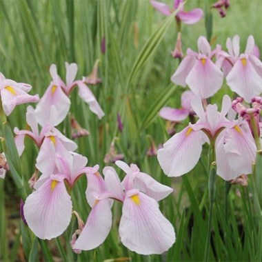 iris-ensata-rose-queen-2