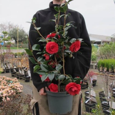 japanese-camellia-black-lace_UK_500_0019396