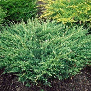 juniperus_andorra_compact