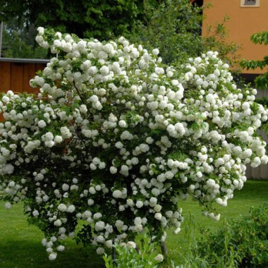 kalina-bkldenezh