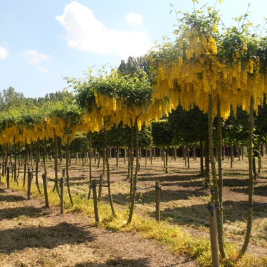 laburnum_watereri_vossii-2