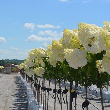 lime-light-tree-form2