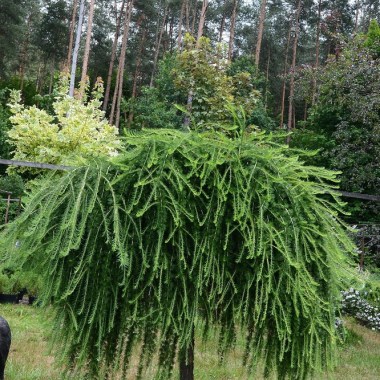 listvennica-japonskaja-pendula-pendula