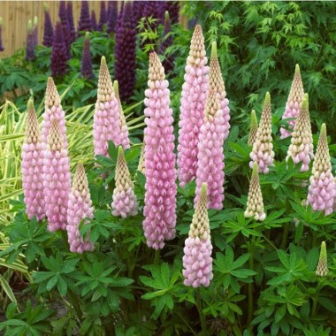 lupin-visi60665_blossom