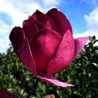 maempe_2012